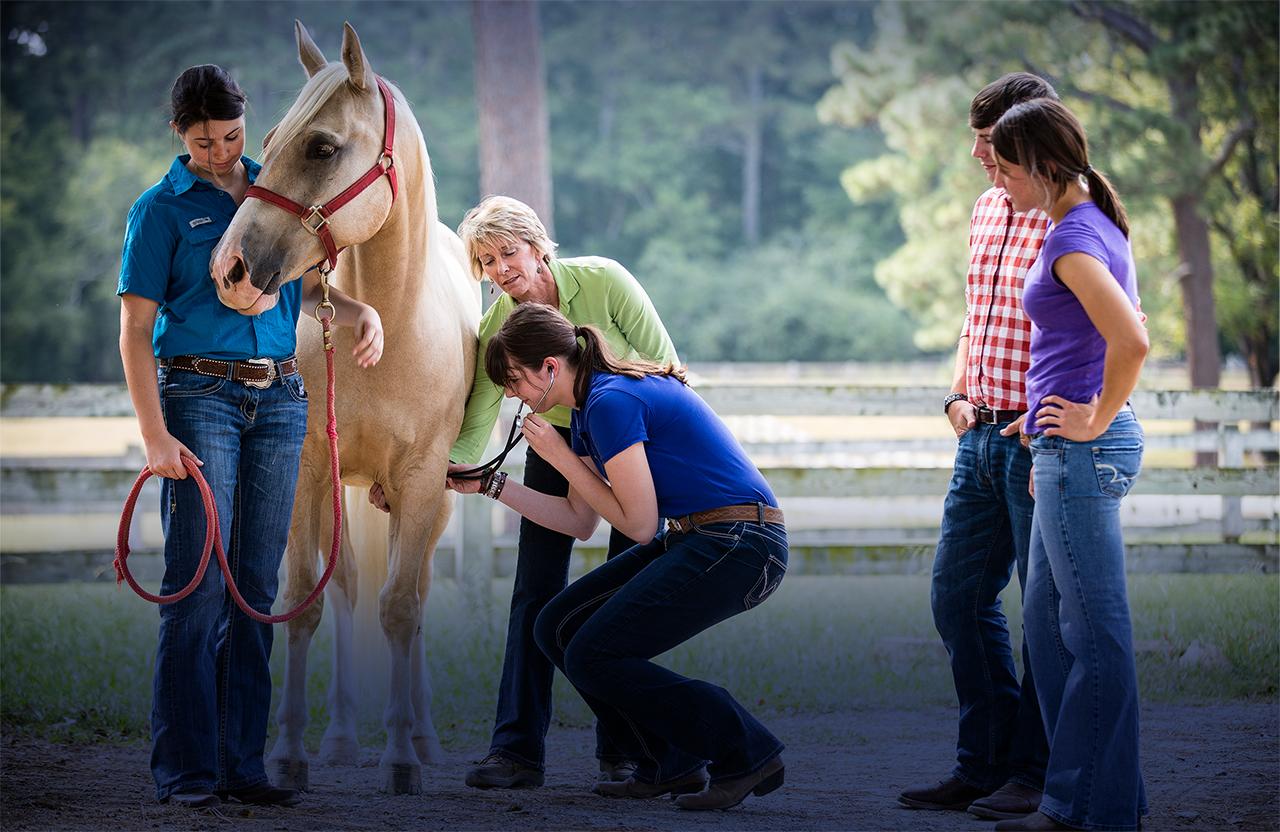 一群学生围着一匹马站着，其中一个学生用听诊器听