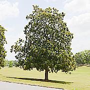 Tree-03.jpg