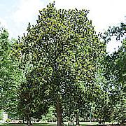 Tree-26.jpg