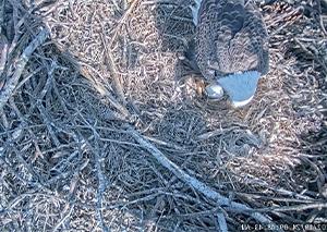 eagle st和ing over an egg in a nest