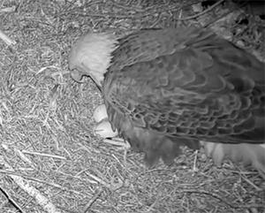 infared view of eagle 和 two eggs in a nest.jpg