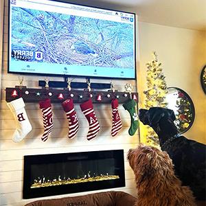 two dogs watching the eagle cam on a tv